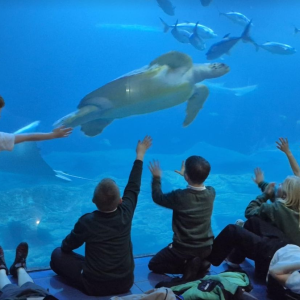 Millbrook Primary School Pupils at the aquarium turtle Millbrook Primary School Pupils at the aquarium turtle