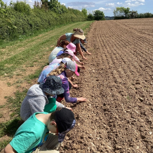 St Germans Primary Pupils on the farm