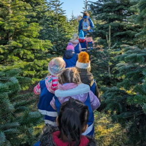 St Martin's Primary School choosing Christmas tree