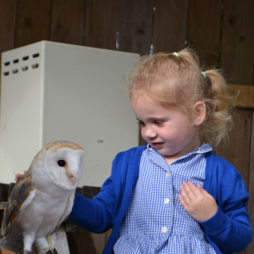St Mellion Primary Pupil stroking an owl