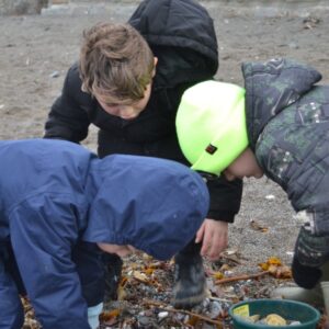 St Mellion Primary Pupils looking for shells