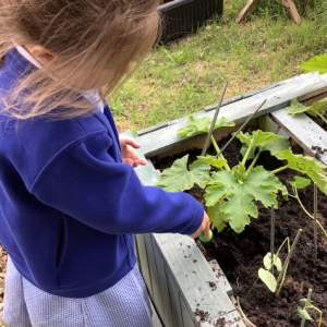 St Tudy Primary School Pupil growing vegetables