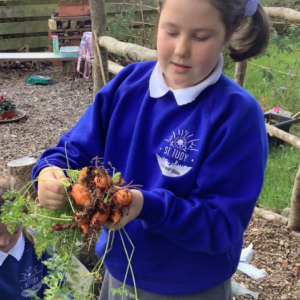St Tudy Primary School Pupil harvesting carrots